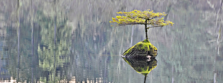 Small bonsai in a remote lake