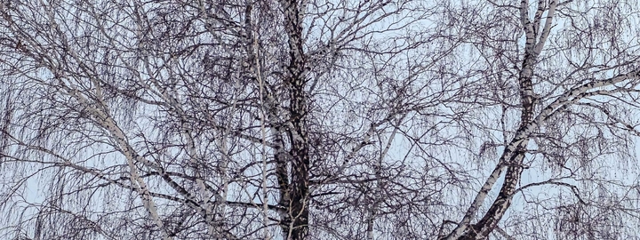 winter branches with snow