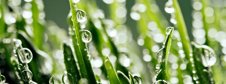 Macro shot of dewy leaves